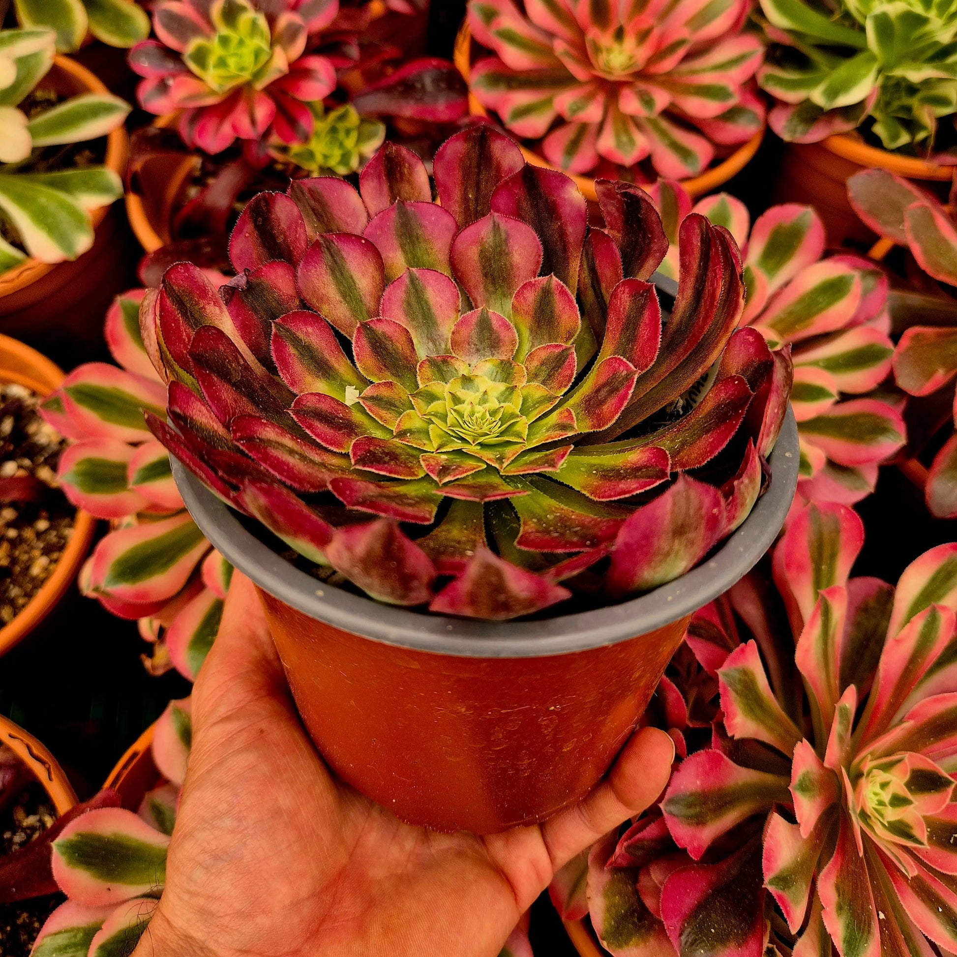 Aeonium ’Zhu Rong’ variegado