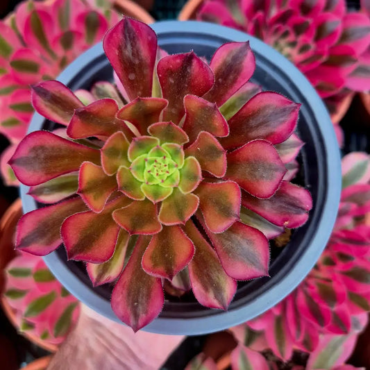 Aeonium ’Zhu Rong’ variegado