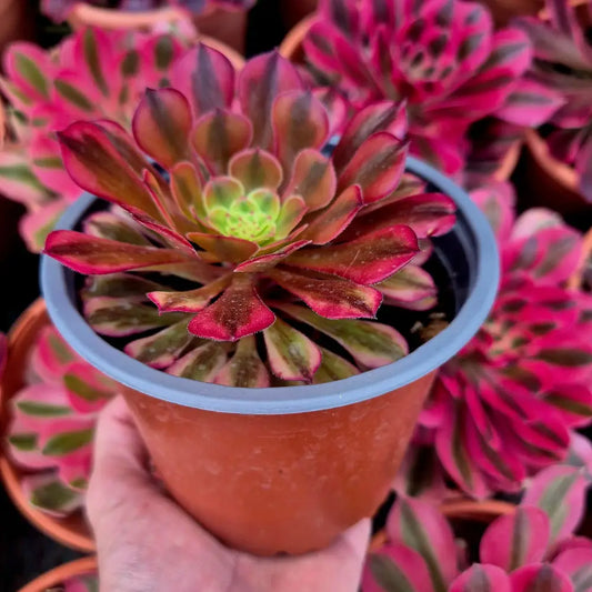 Aeonium ’Zhu Rong’ variegado