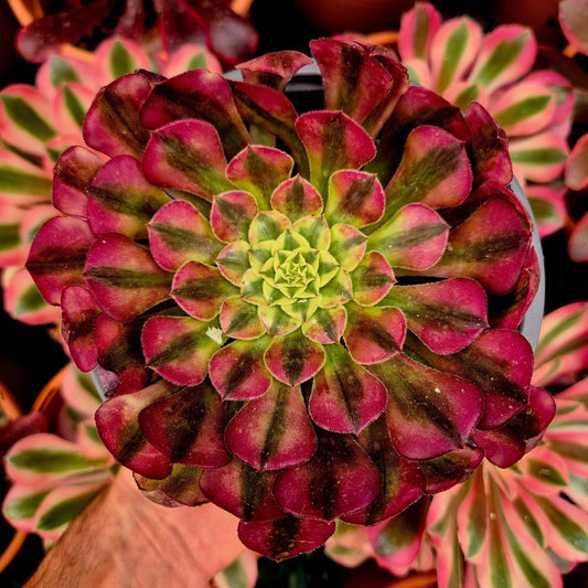 Aeonium ’Zhu Rong’ variegado