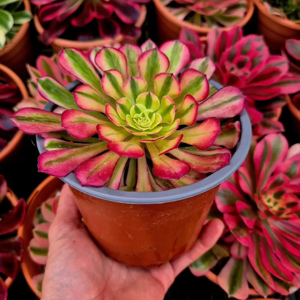 Aeonium ’Zhu Rong’ variegado