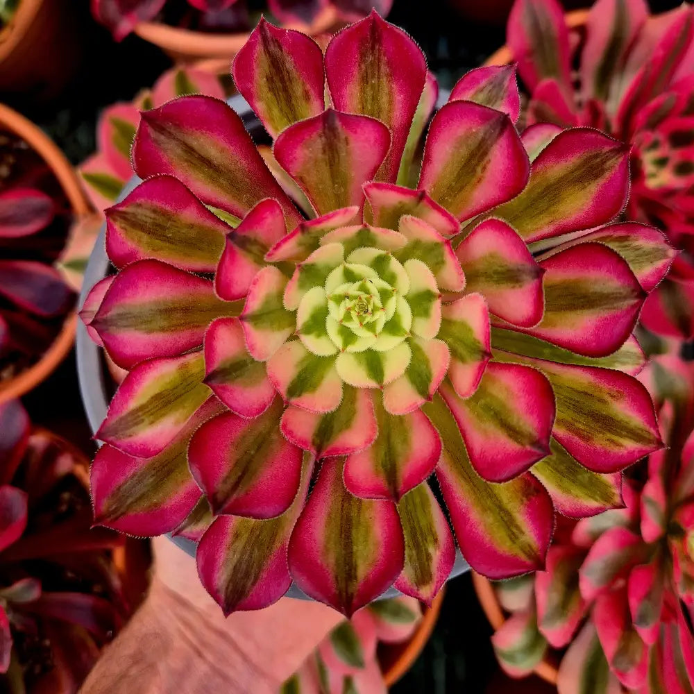 Aeonium ’Zwartkin’ variegado