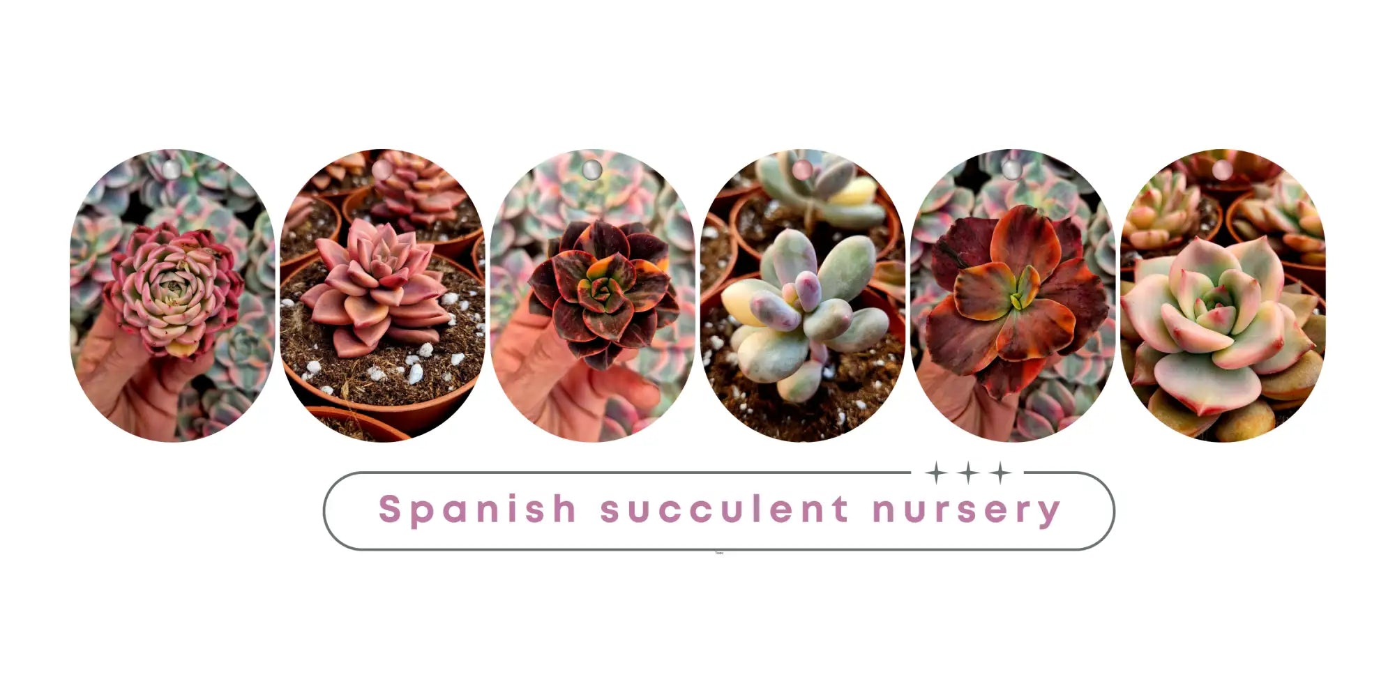 Una colección de seis imágenes enmarcadas ovaladas que muestran diversas suculentas españolas, cada una con formas de roseta únicas y tonos que van desde rosas suaves hasta púrpuras y verdes profundos.