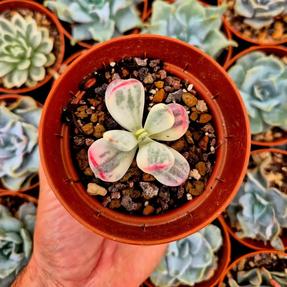 Cotyledon orbiculata var oophila variegado