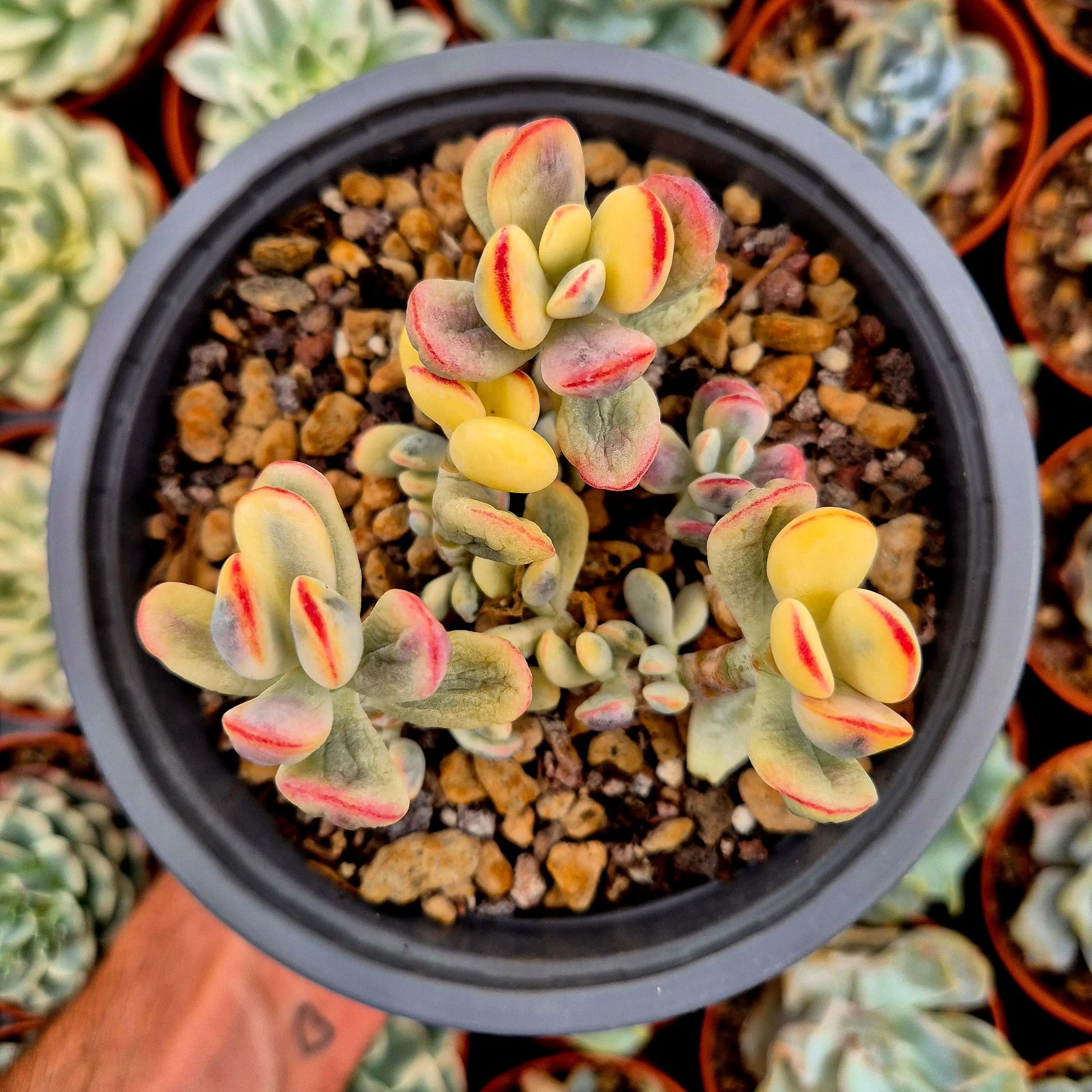 Cotyledon orbiculata var oophila variegado