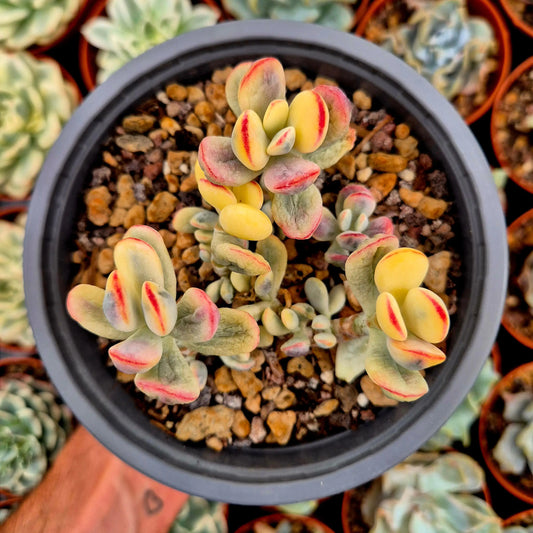 Cotyledon orbiculata var oophila variegado
