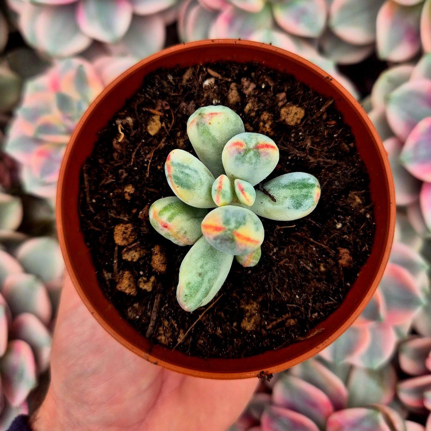 Cotyledon orbiculata var oophila variegado