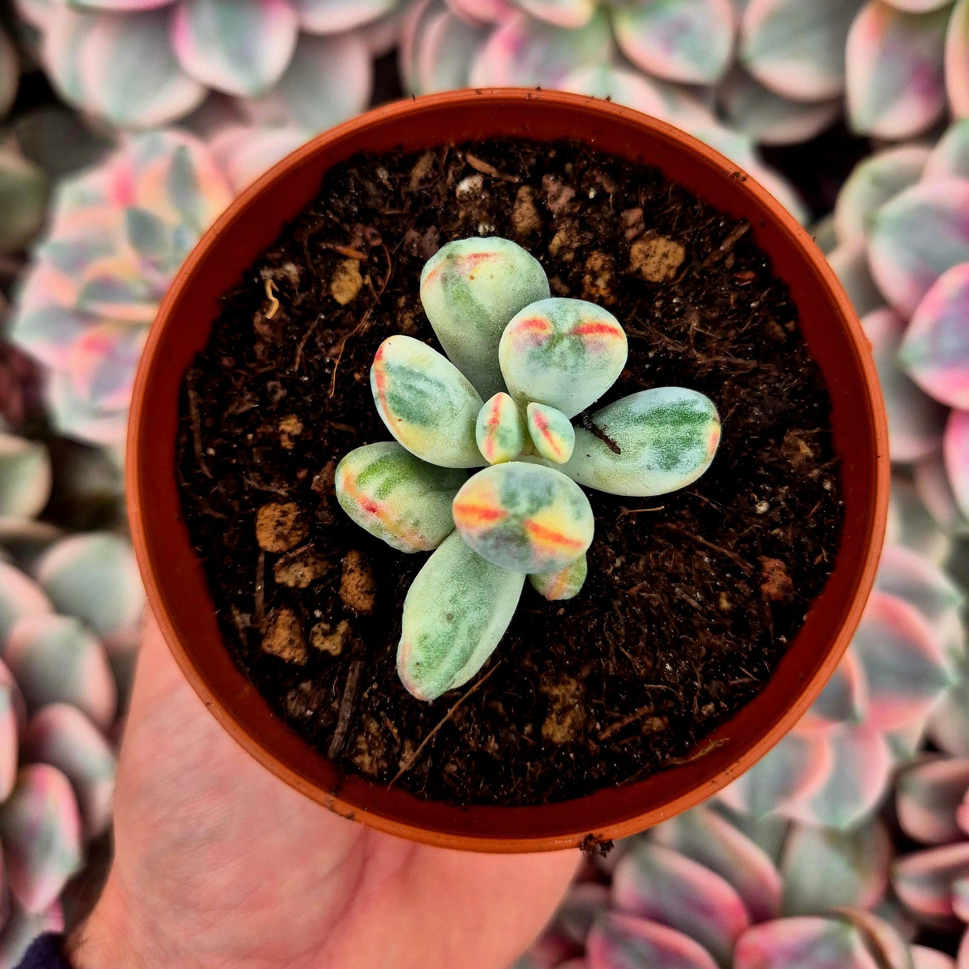 Cotyledon orbiculata var oophila variegado