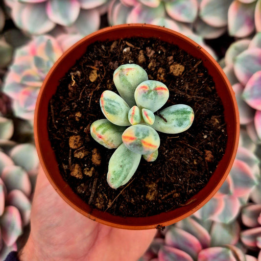 Cotyledon orbiculata var oophila variegado