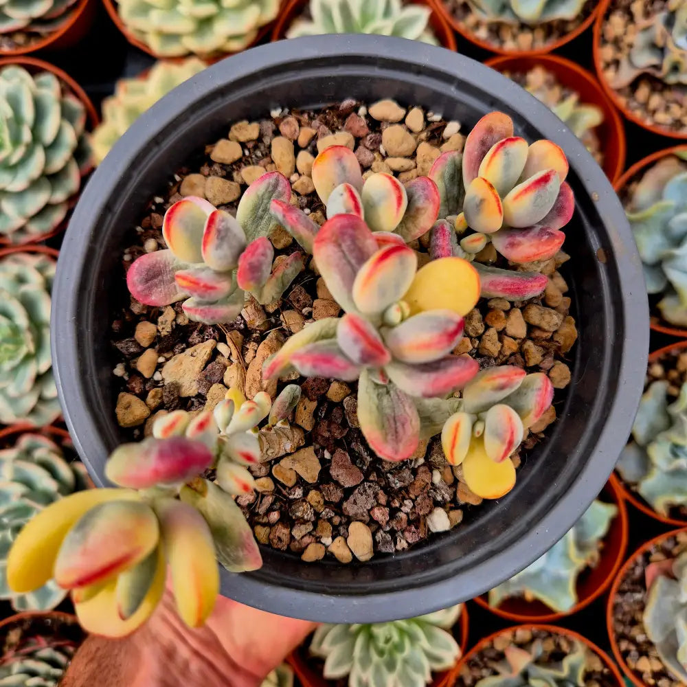 Cotyledon orbiculata var oophila variegado