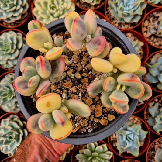 Cotyledon orbiculata var oophila variegado
