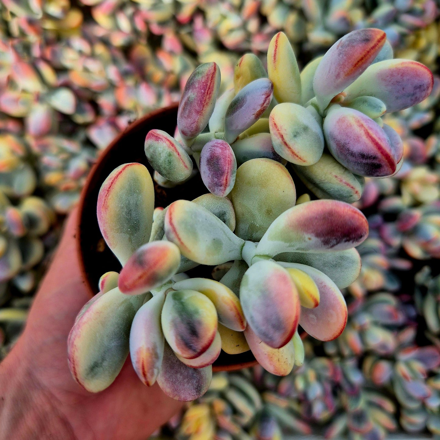 Cotyledon orbiculata var oophila variegado