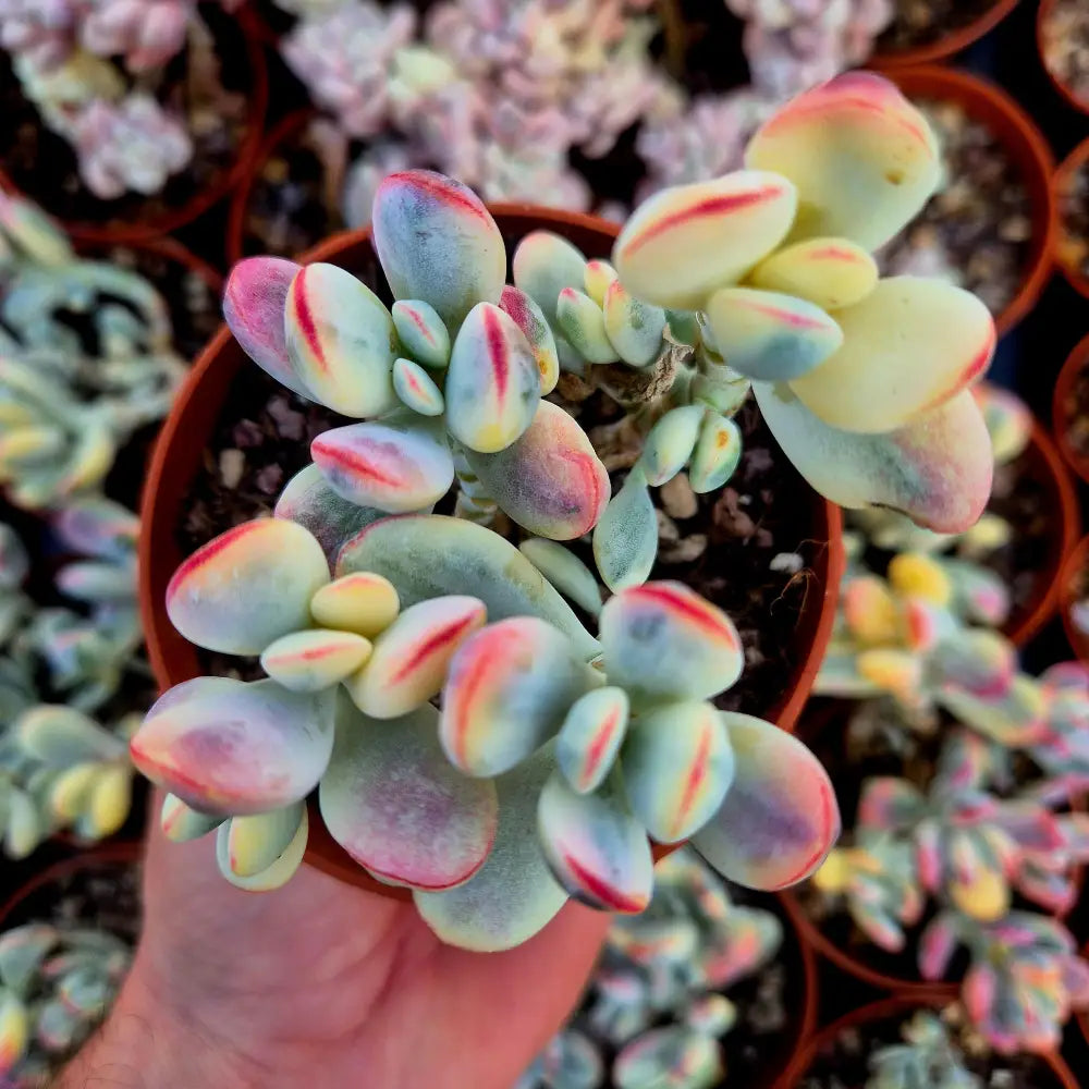 Cotyledon orbiculata var oophila variegado