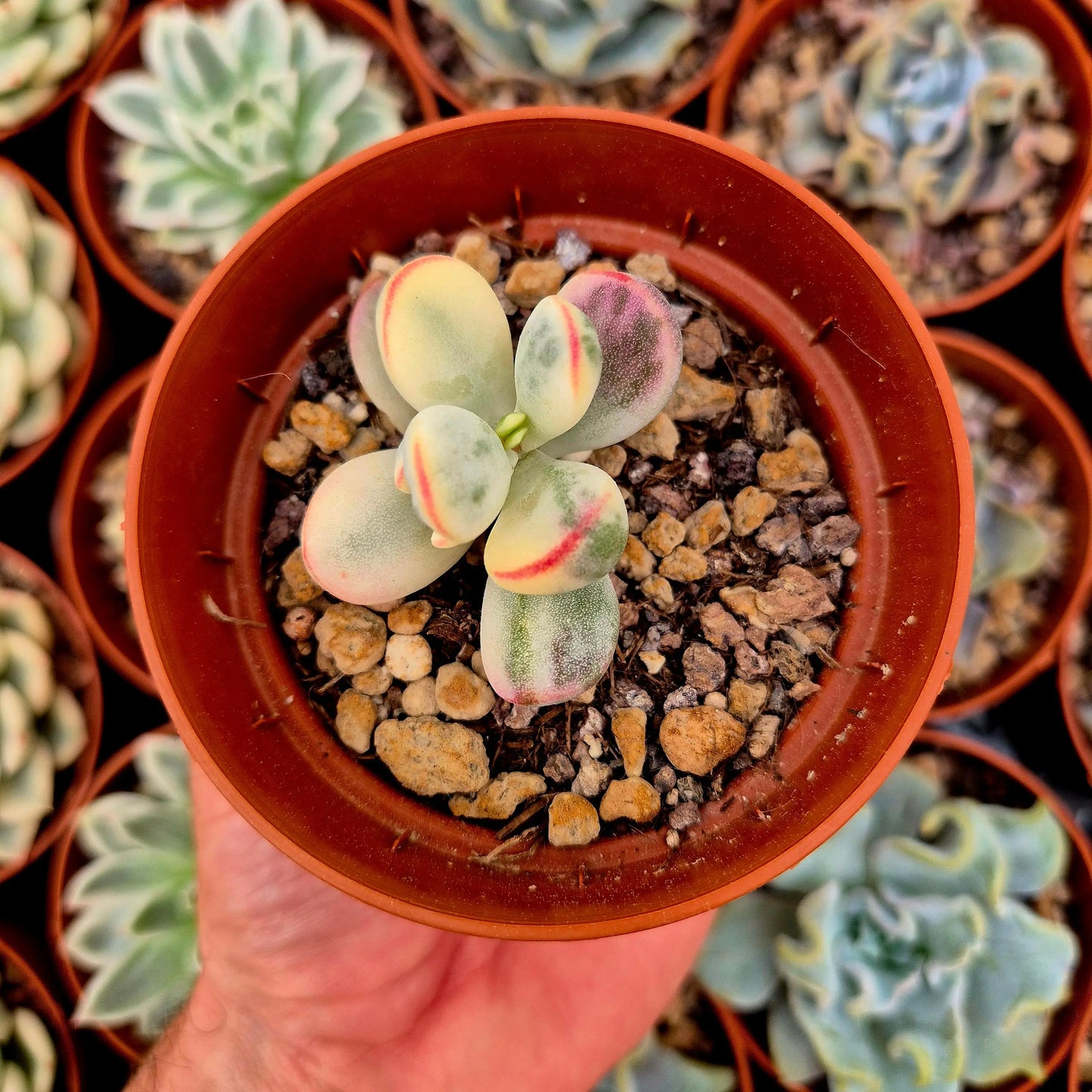 Cotyledon orbiculata var oophila variegado