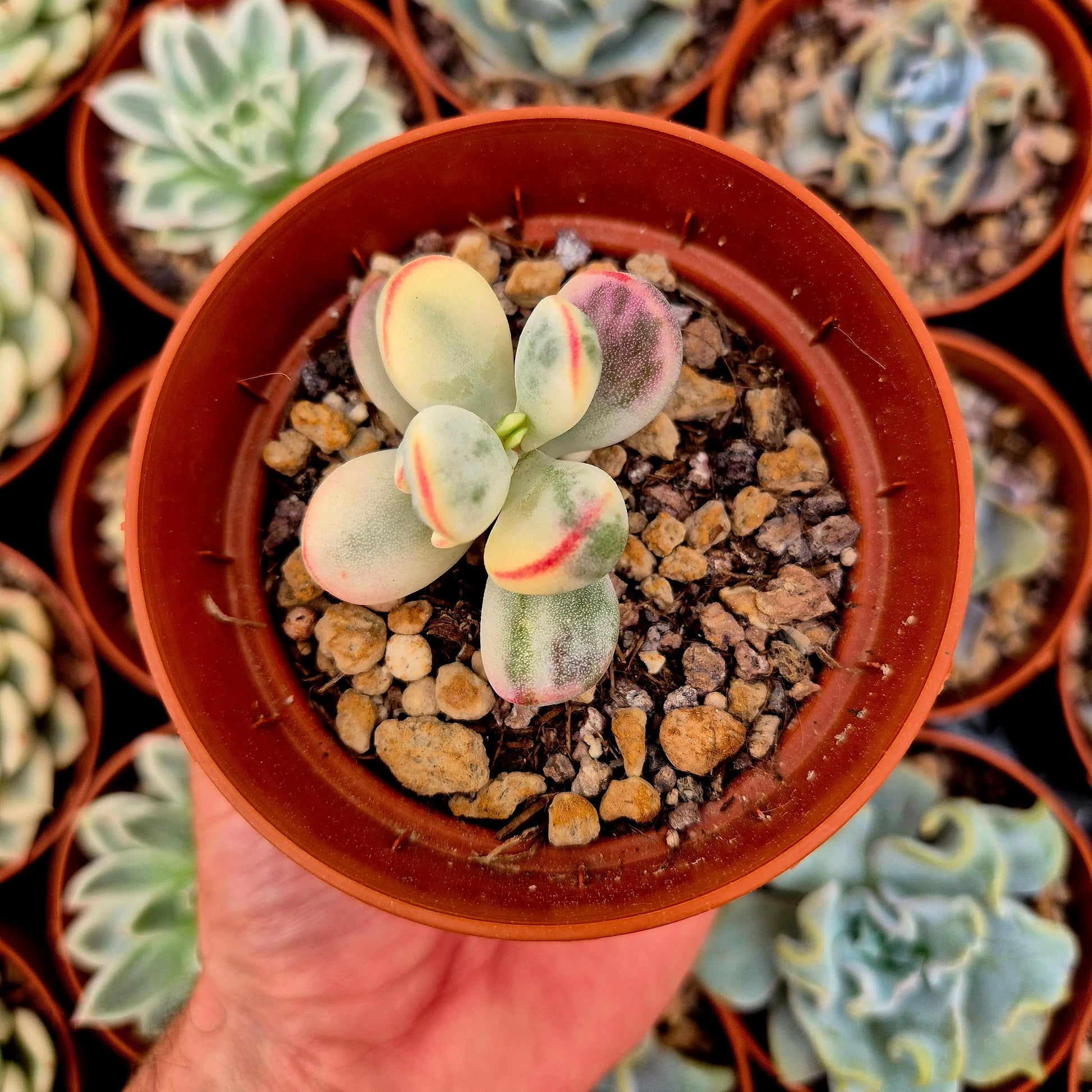 Cotyledon orbiculata var oophila variegado