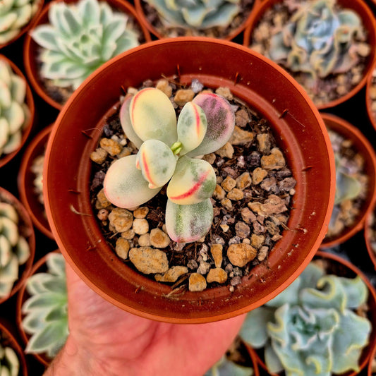 Cotyledon orbiculata var oophila variegado