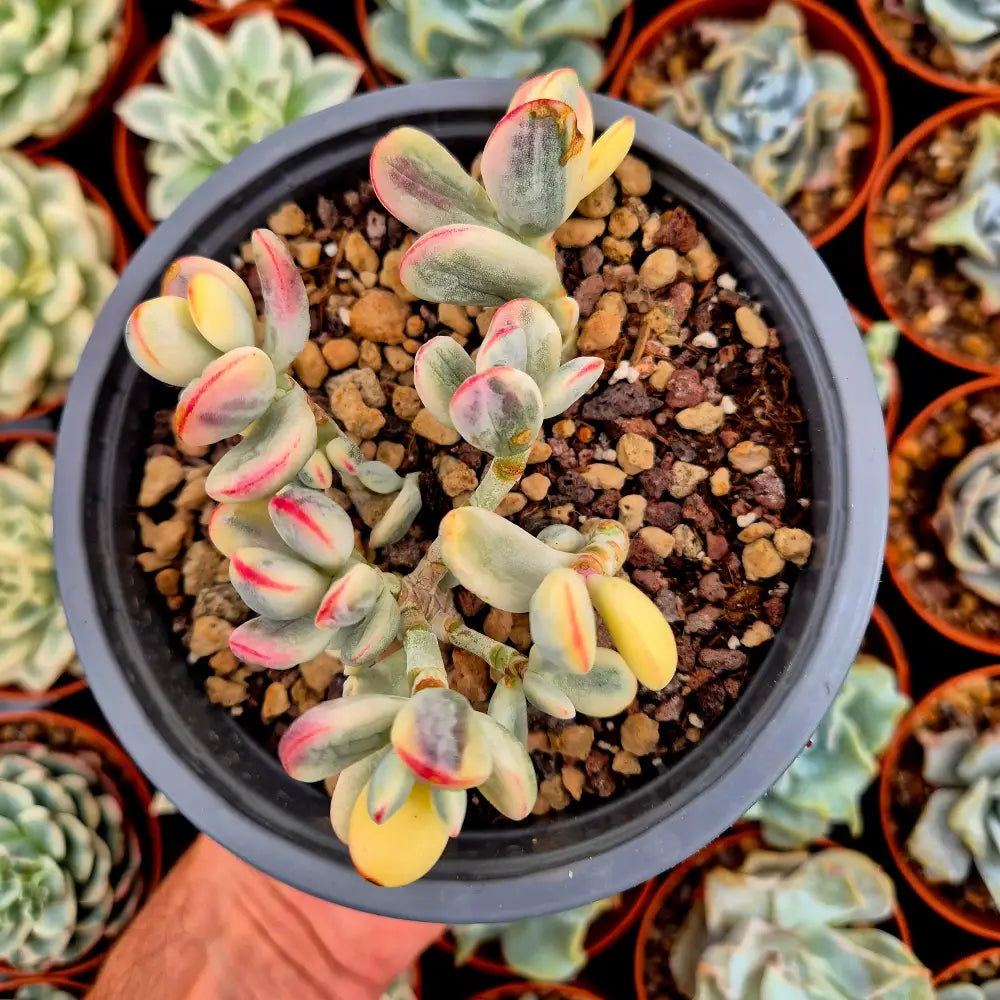 Cotyledon orbiculata var oophila variegado
