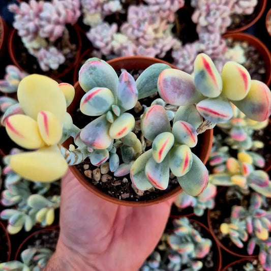 Cotyledon orbiculata var oophila variegado