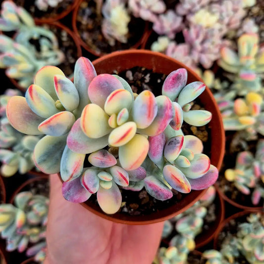 Cotyledon orbiculata var oophila variegado