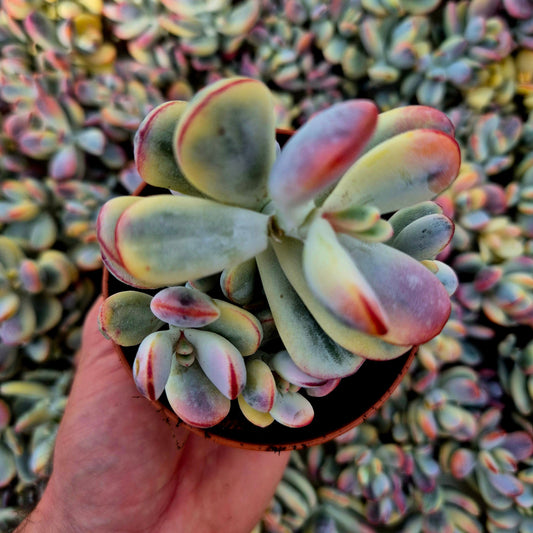 Cotyledon orbiculata var oophila variegado