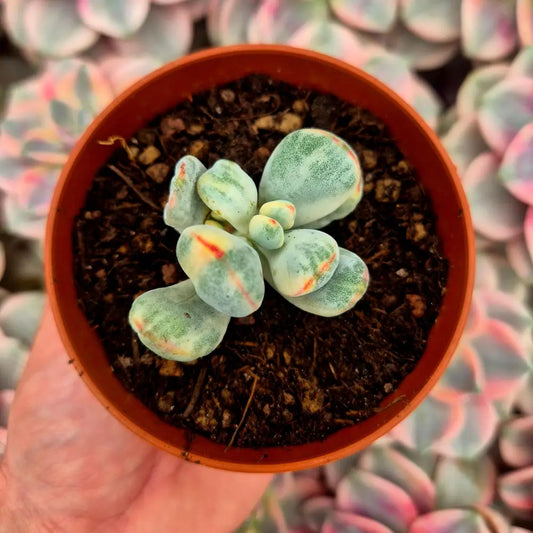 Cotyledon orbiculata var oophila variegado