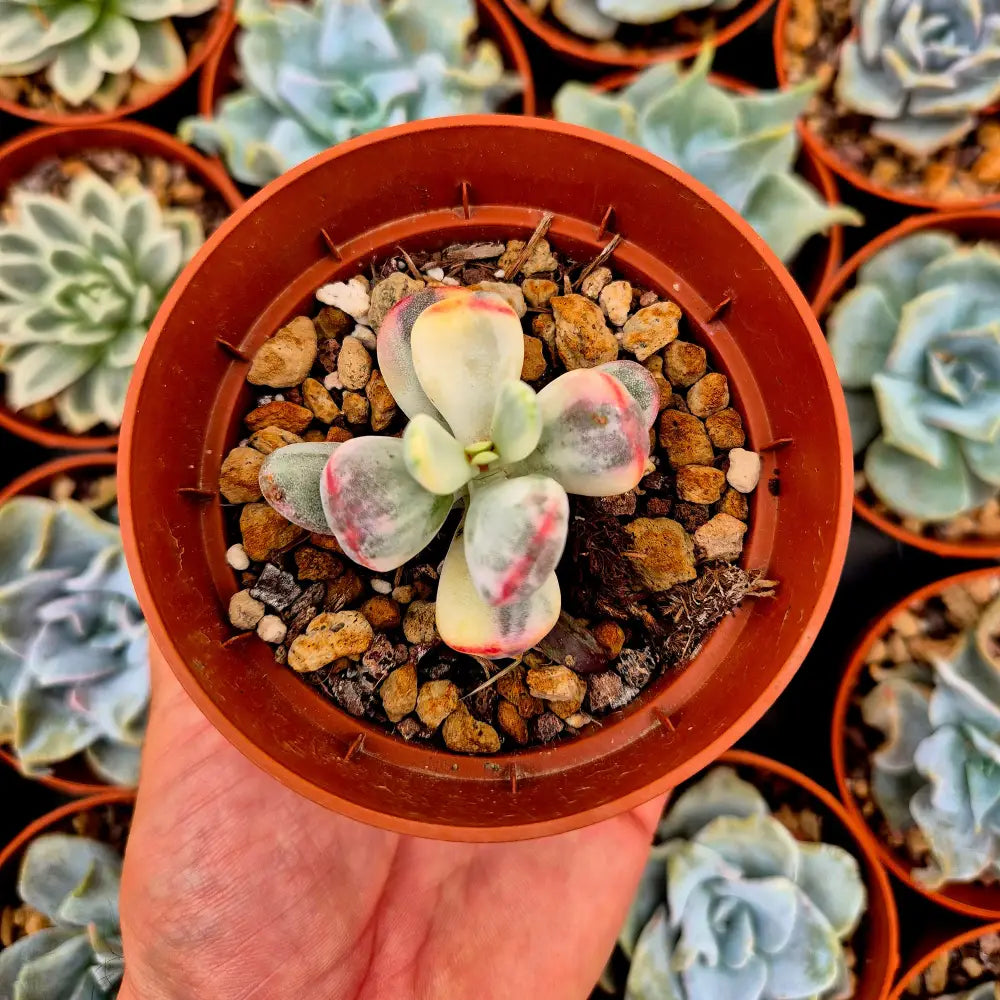 Cotyledon orbiculata var oophila variegado