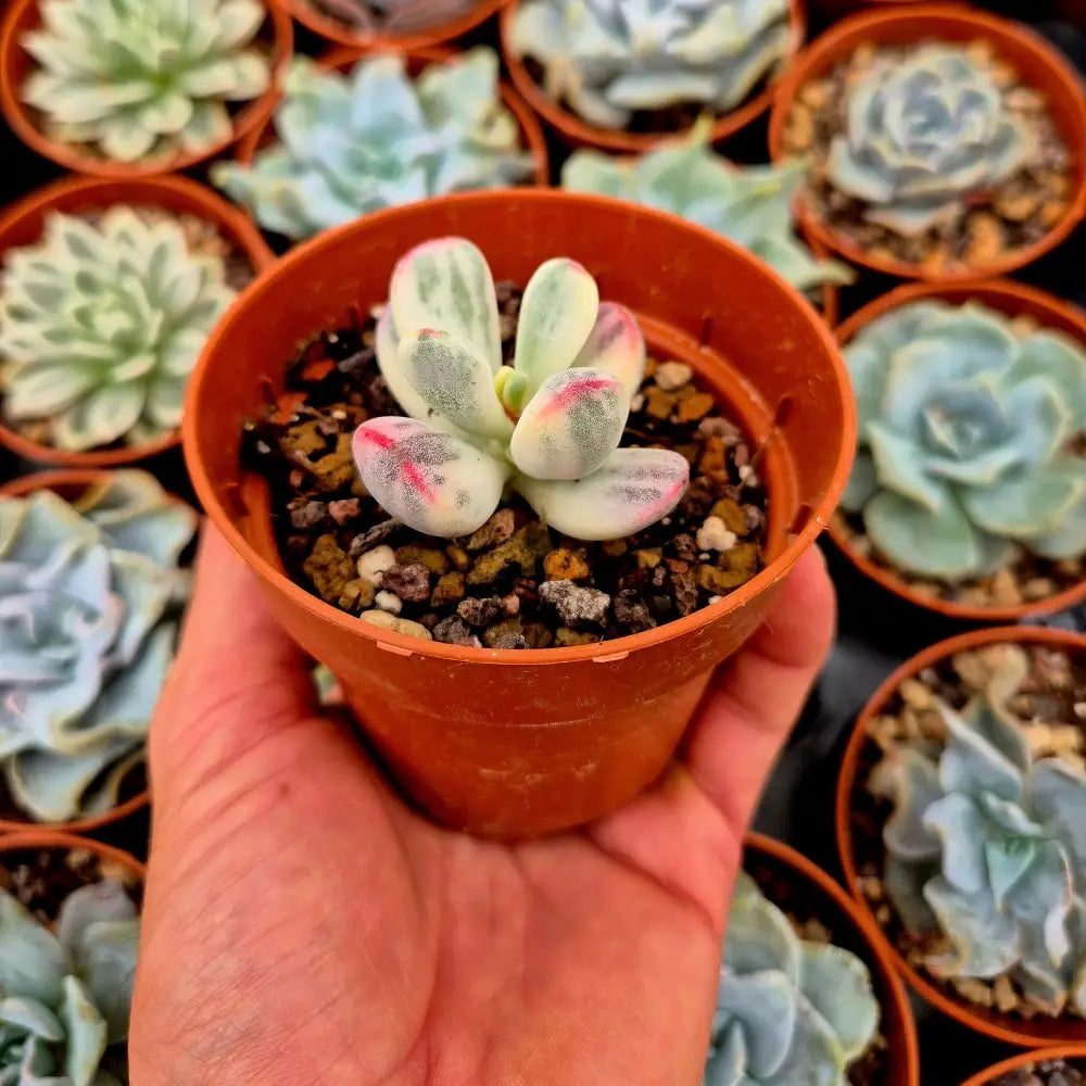 Cotyledon orbiculata var oophila variegado