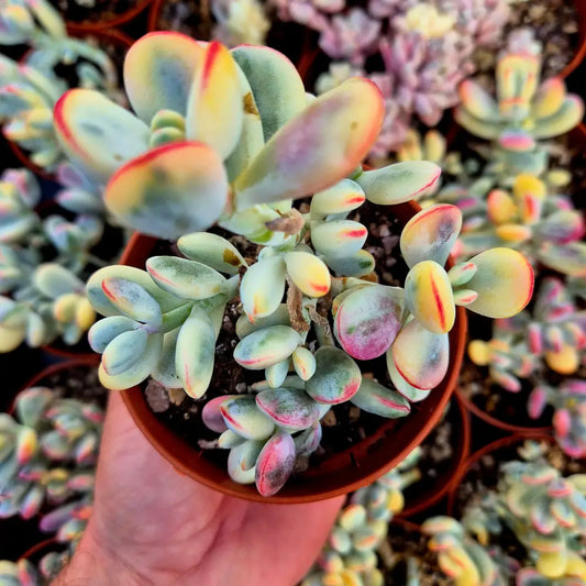 Cotyledon orbiculata var oophila variegado