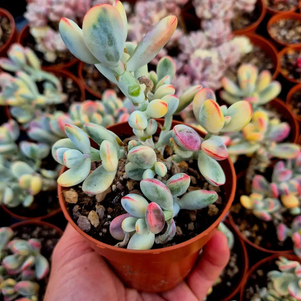 Cotyledon orbiculata var oophila variegado