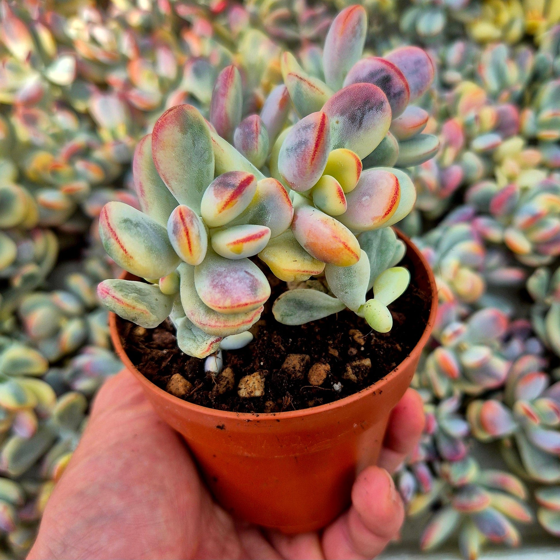 Cotyledon orbiculata var oophila variegado