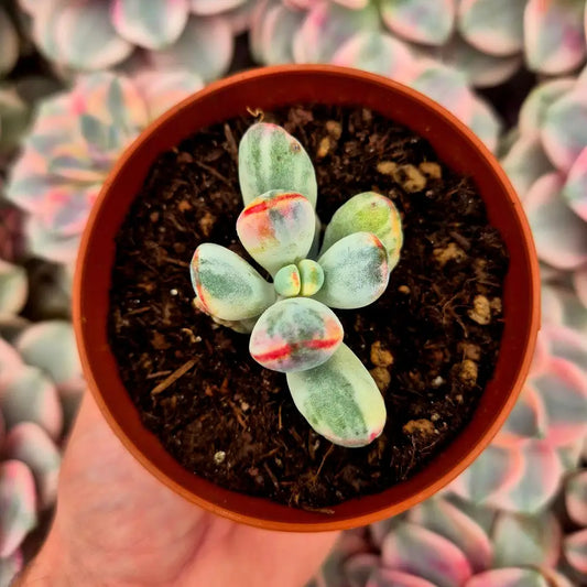 Cotyledon orbiculata var oophila variegado