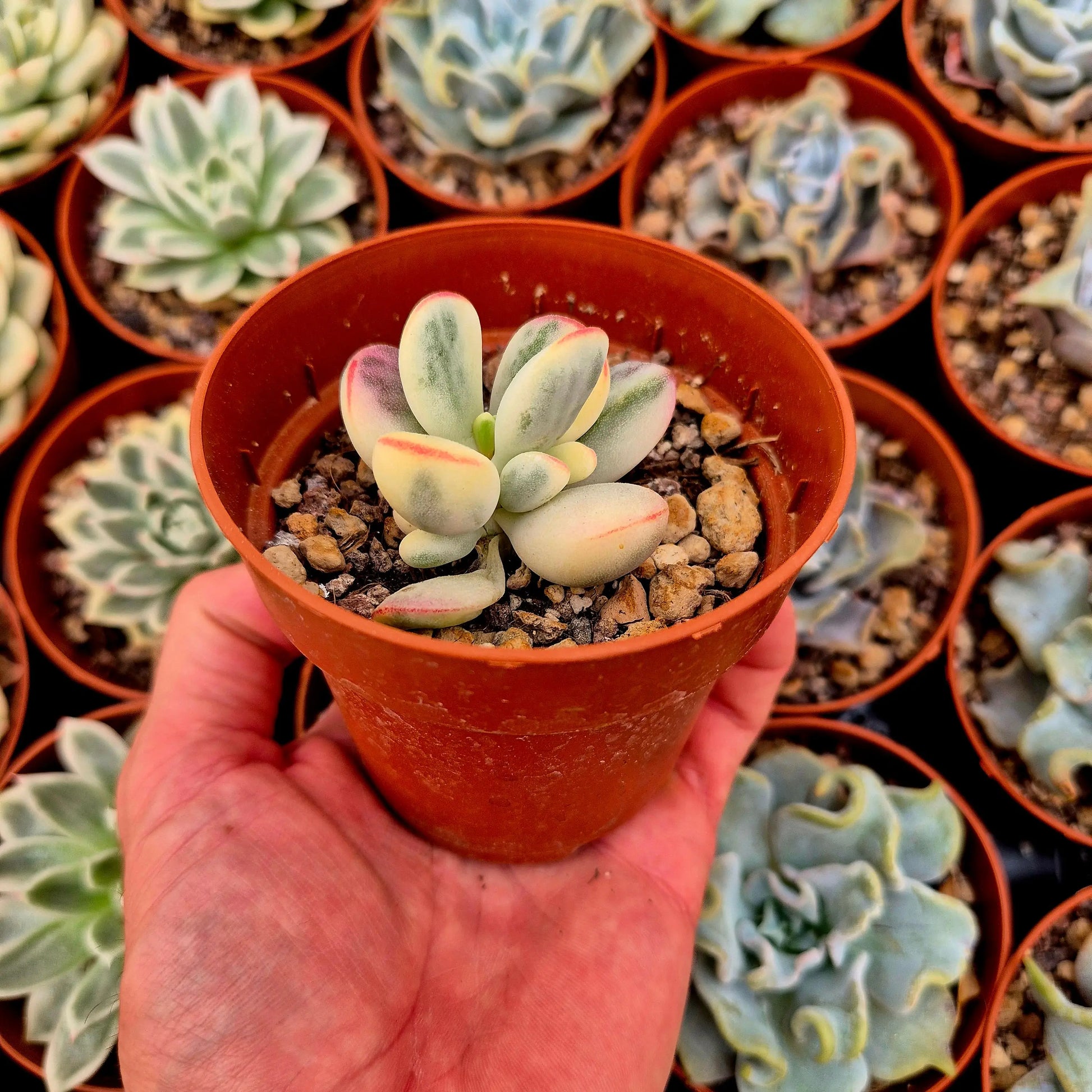 Cotyledon orbiculata var oophila variegado
