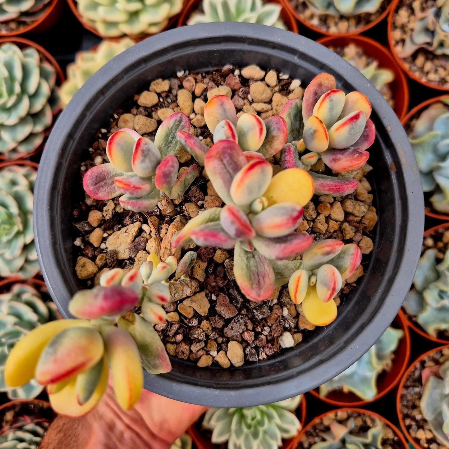 Cotyledon orbiculata var oophila variegado
