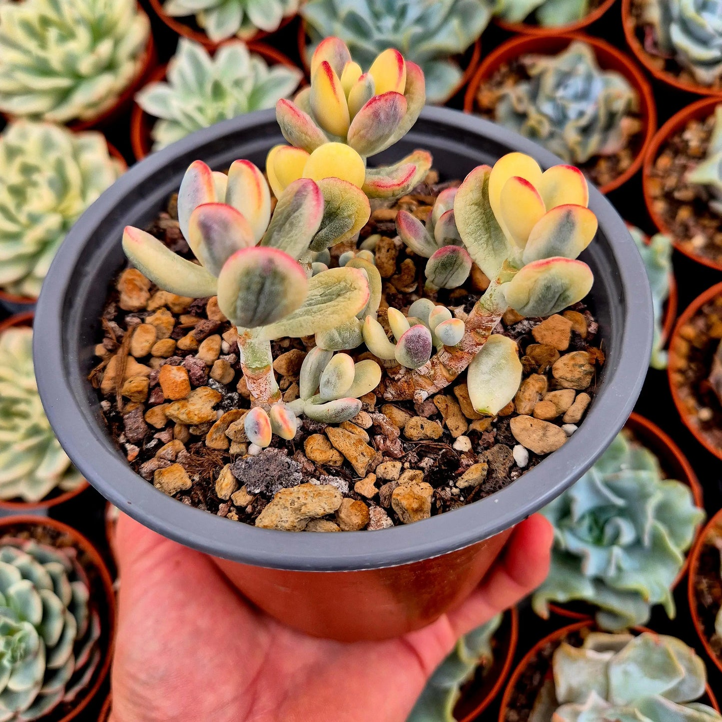 Cotyledon orbiculata var oophila variegado