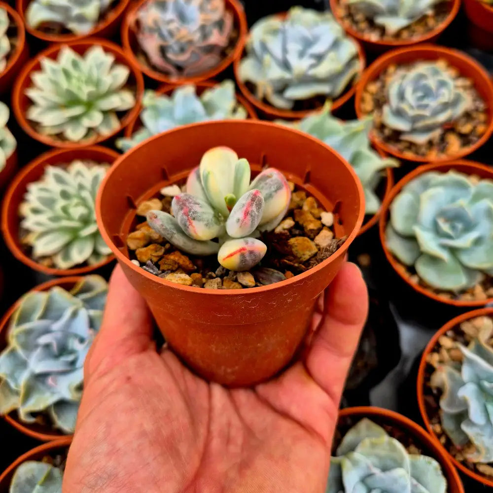 Cotyledon orbiculata var oophila variegado