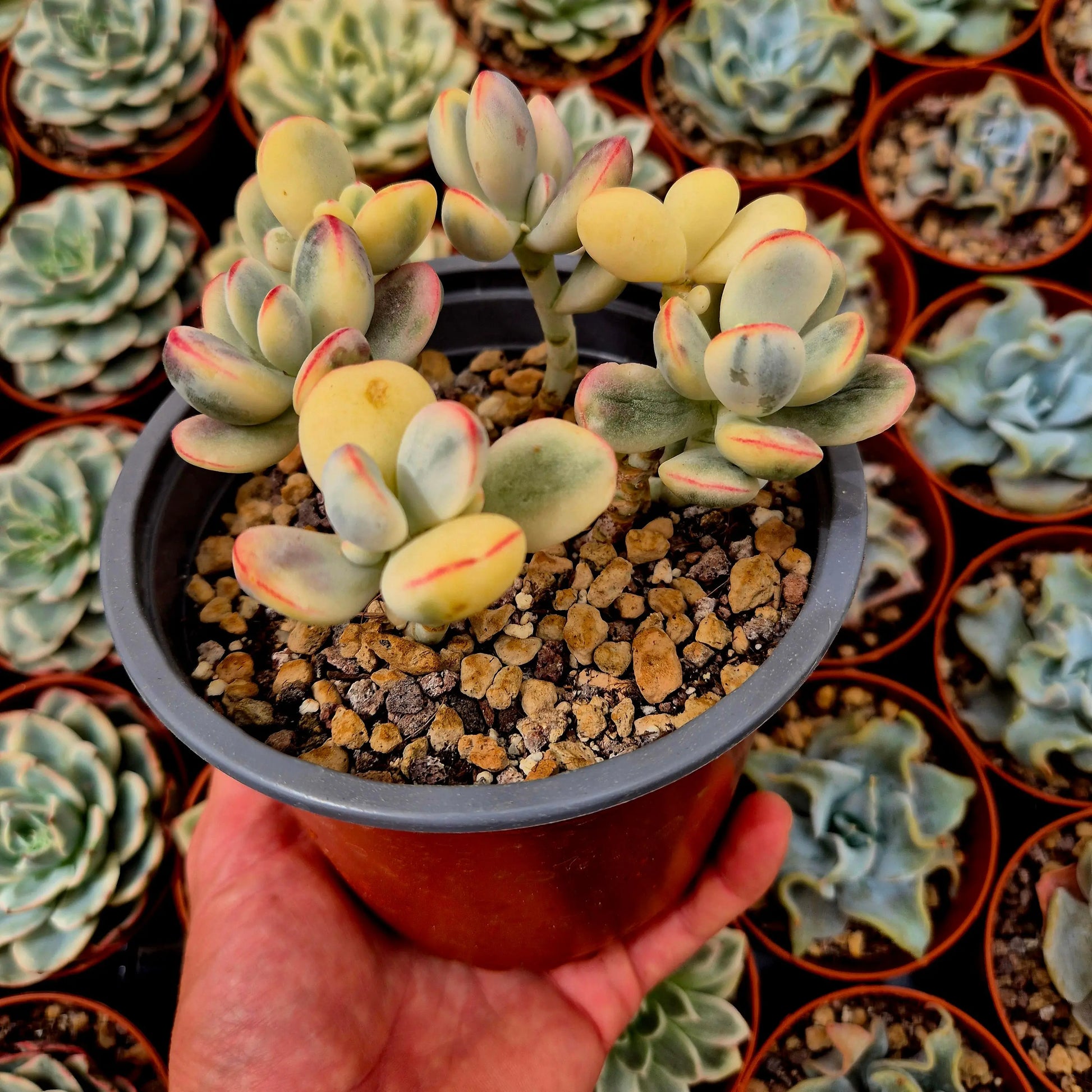 Cotyledon orbiculata var oophila variegado