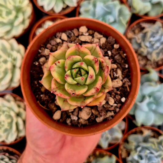 Echeveria agavoides ’Leopard’ variegada
