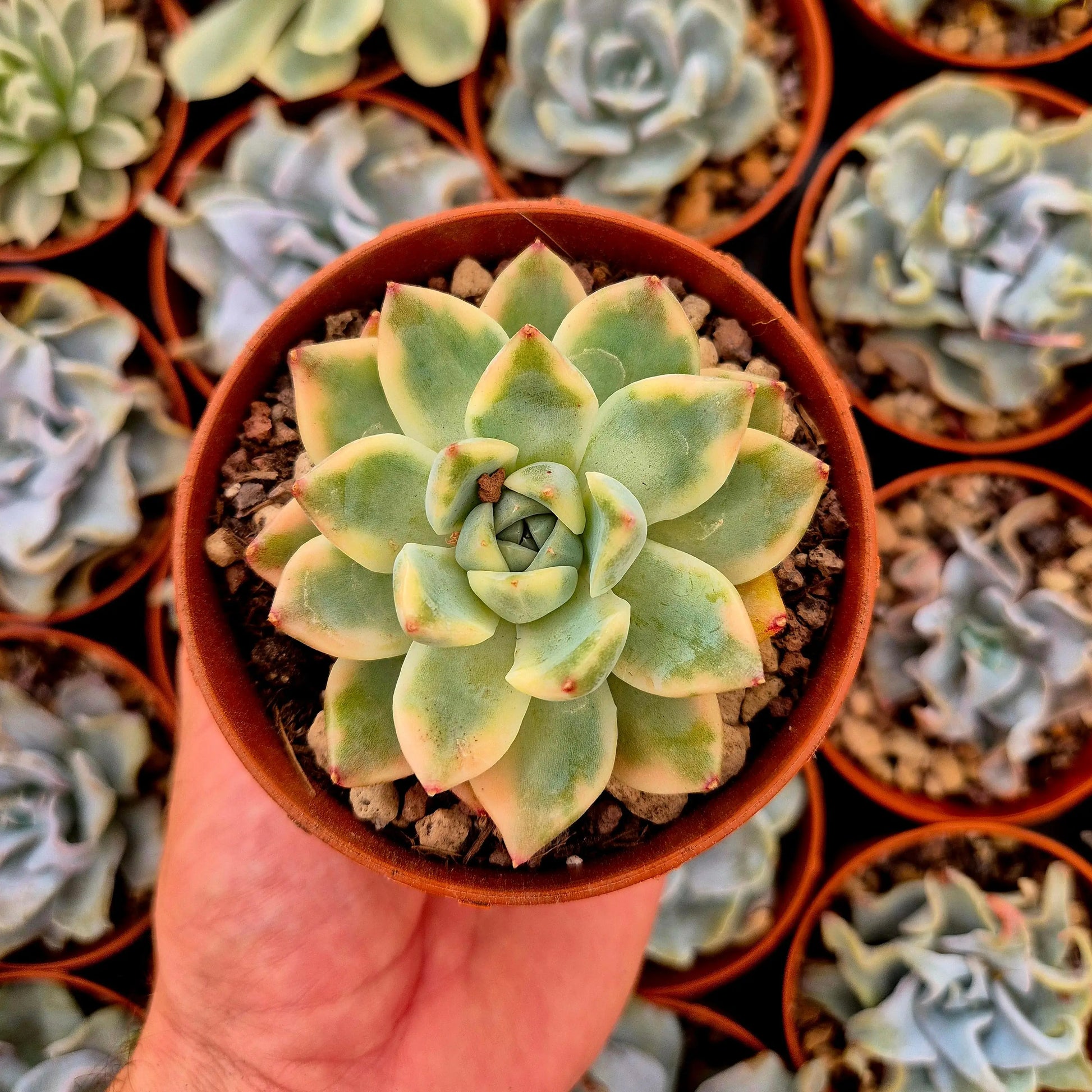 Echeveria ’Alba Beauty’ variegada