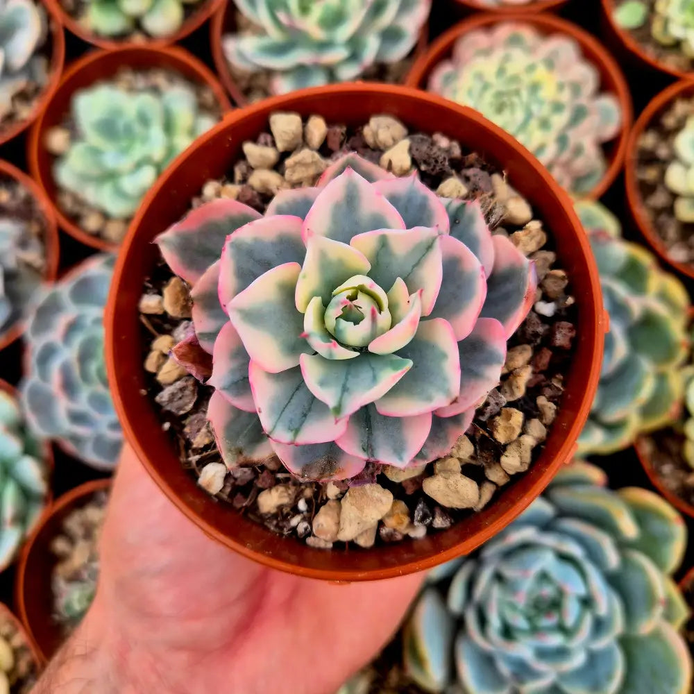 Echeveria ’Amistar’ variegada