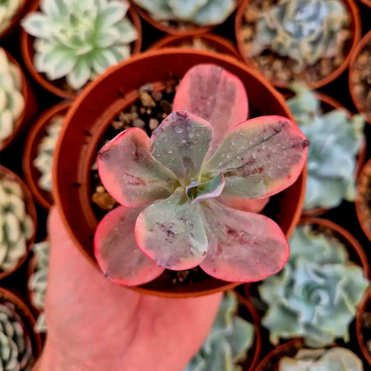 Echeveria ’Angel Wings’ variegada
