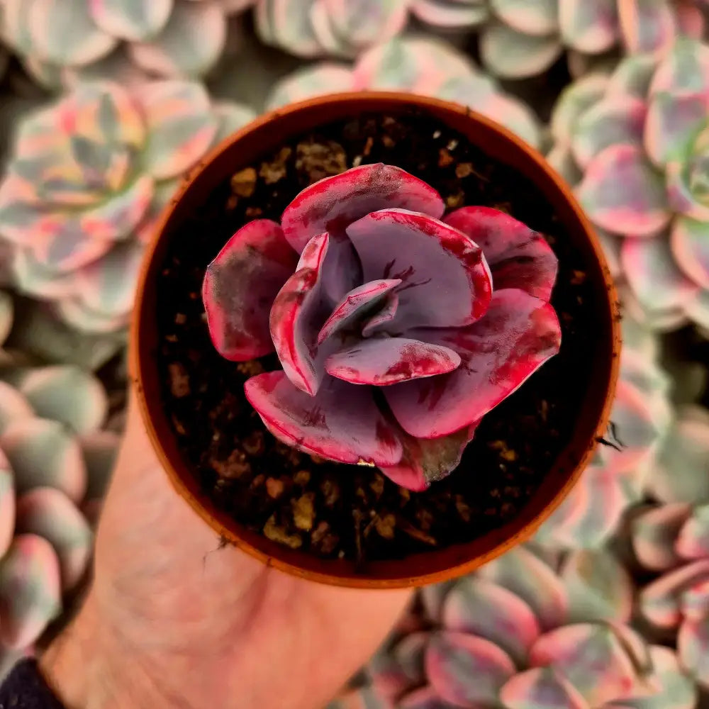 Echeveria ’Angel Wings’ variegada
