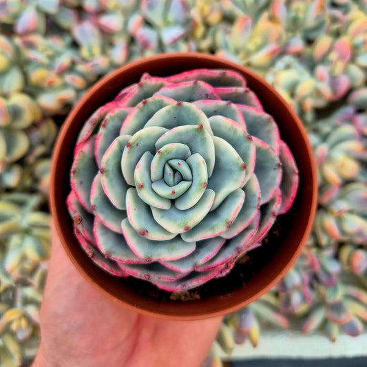 Echeveria ’Atlantis’ variegada