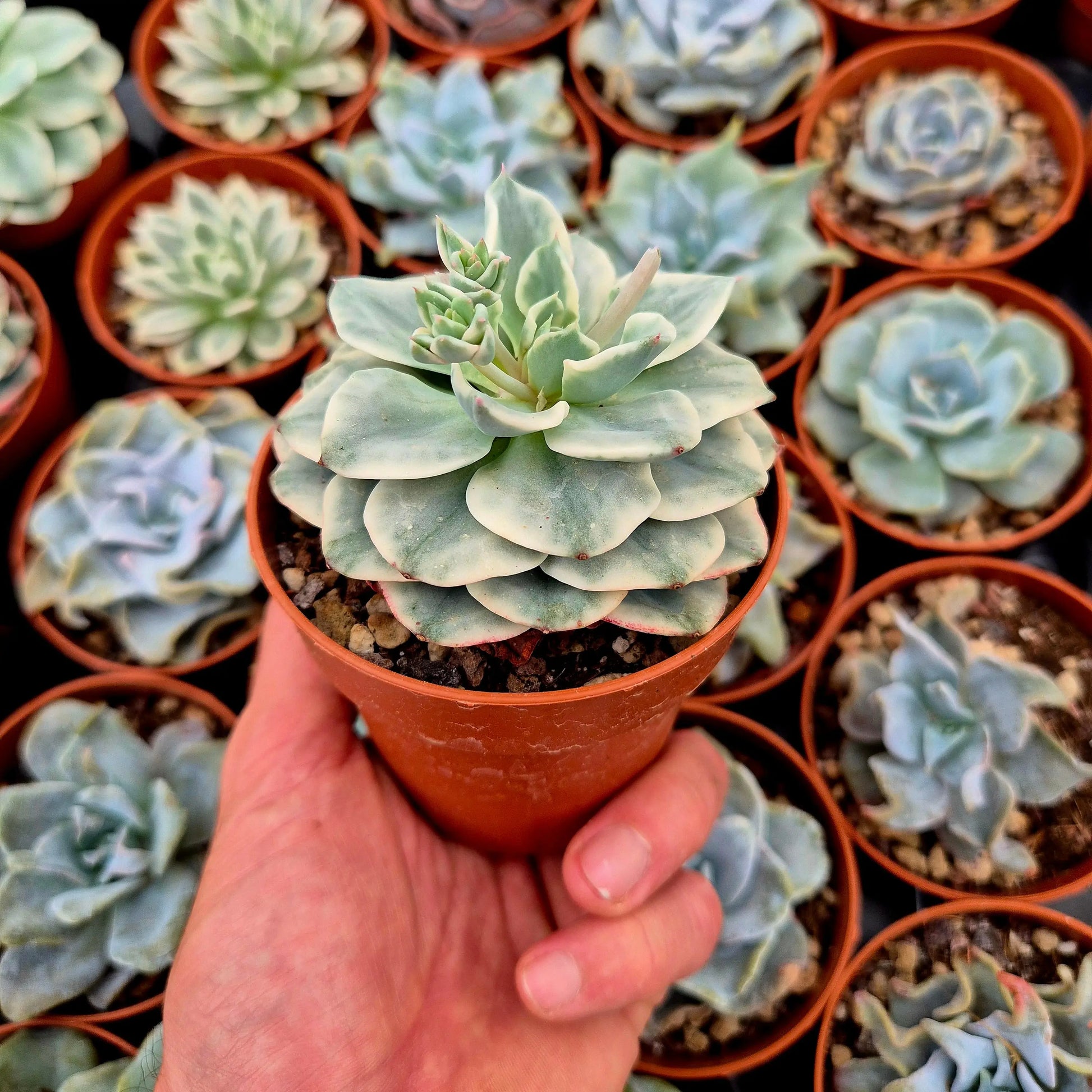 Echeveria ’Atlantis’ variegada