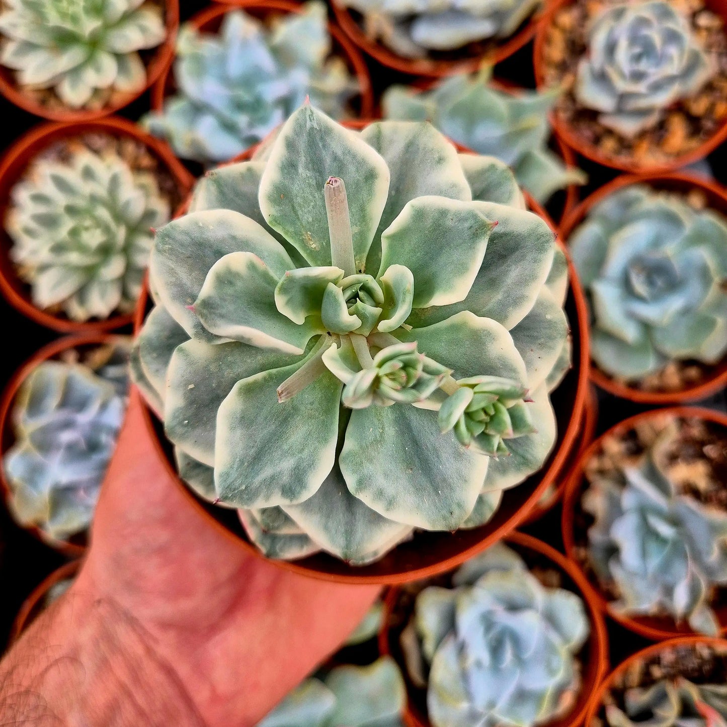 Echeveria ’Atlantis’ variegada