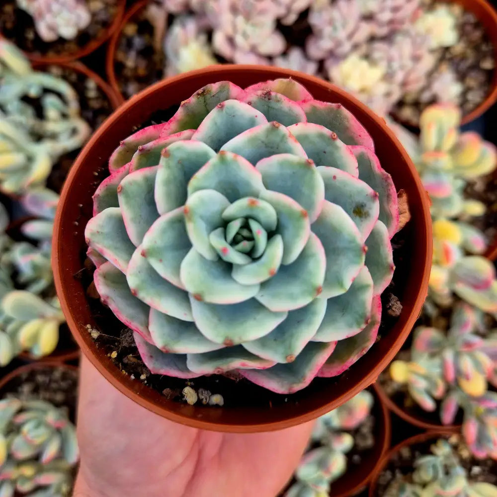 Echeveria ’Atlantis’ variegada