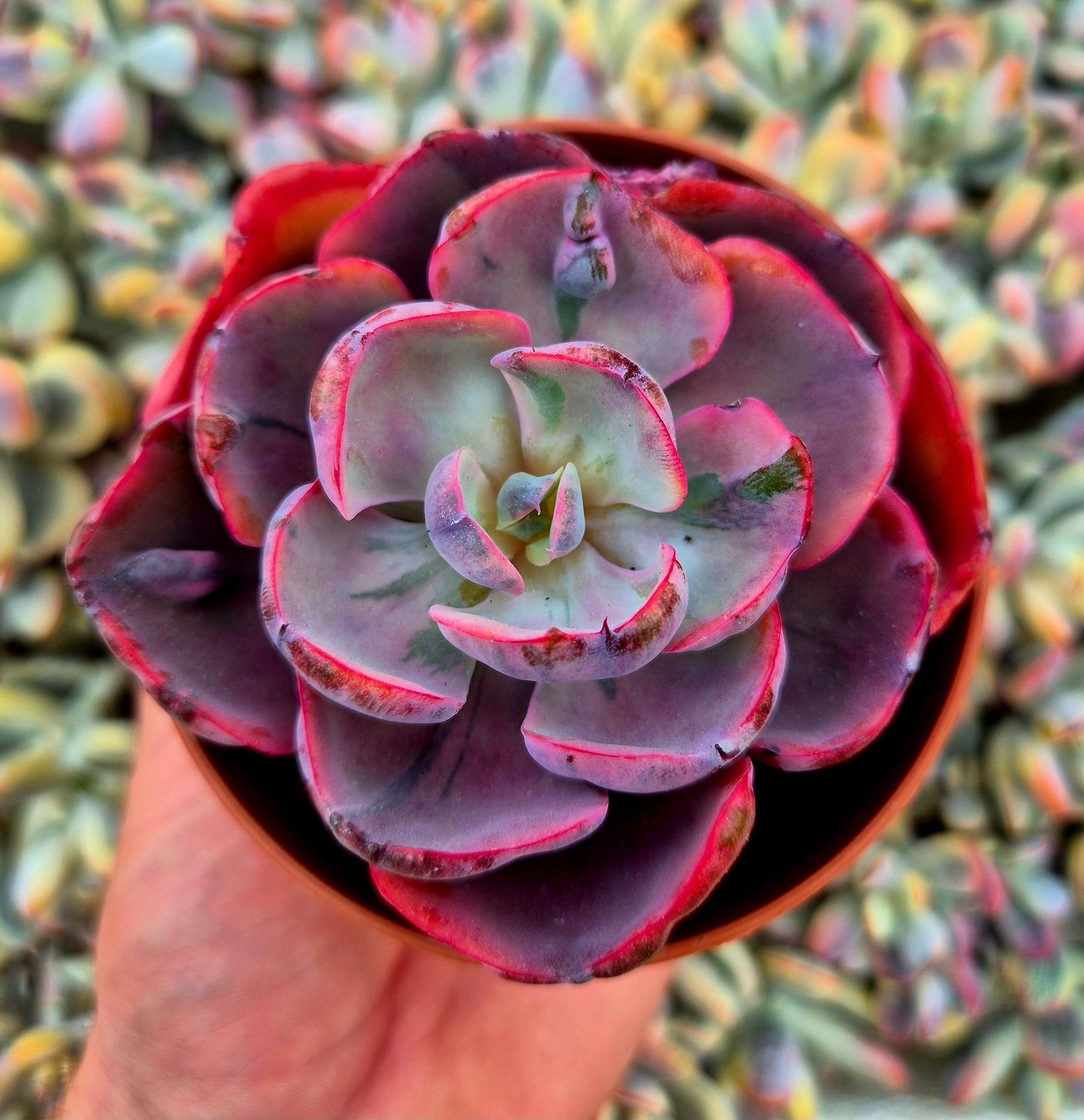 Echeveria ’Beyonce’ variegada