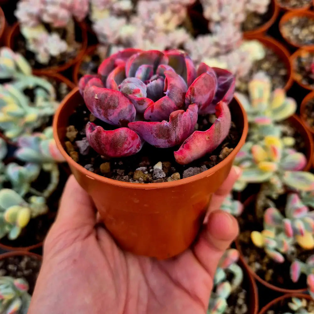 Echeveria ’Beyonce’ variegada