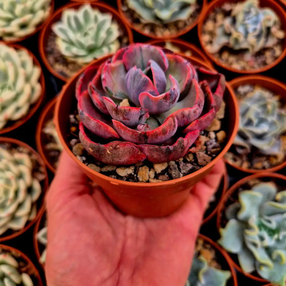 Echeveria ’Beyonce’ variegada