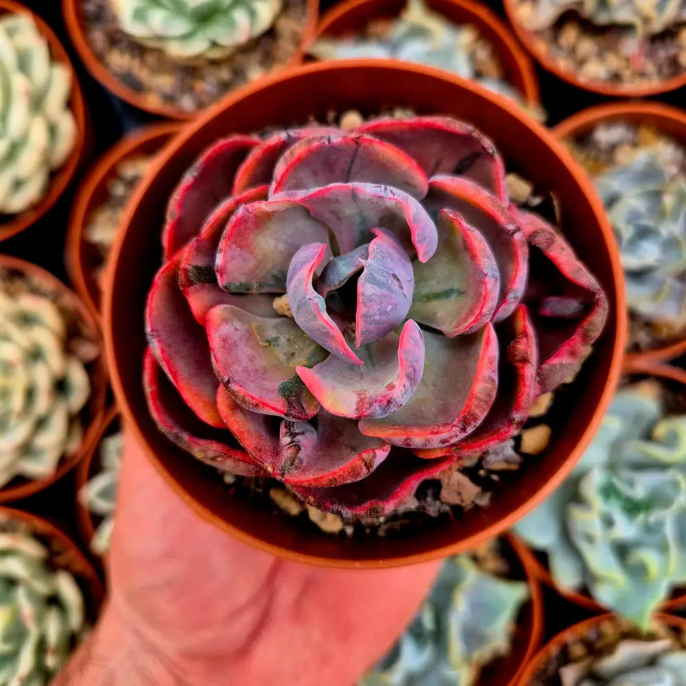 Echeveria ’Beyonce’ variegada