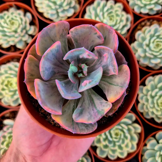 Echeveria ’Beyonce’ variegada